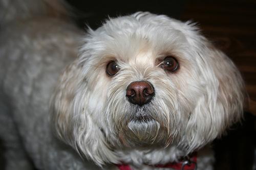 Lhasa Apso Tibétain