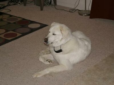 Montagne des Pyrénées (Patou)