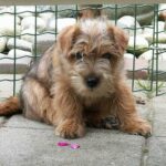 Norfolk Terrier