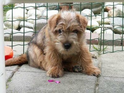 Norfolk Terrier