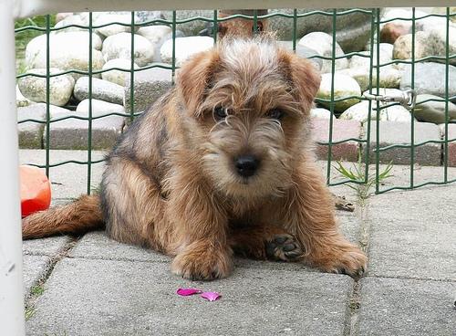 Norfolk Terrier