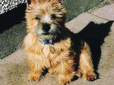 Norwich Terrier