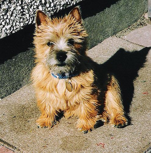 Norwich Terrier
