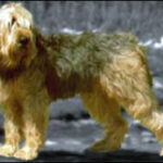 Petit Basset Griffon Vendéen