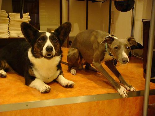 Petit Lévrier Italien