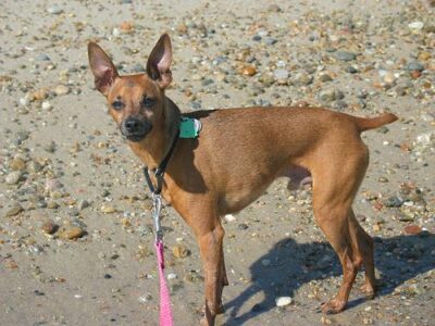 Pinscher Allemand