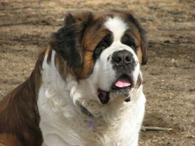 Saint-Bernard