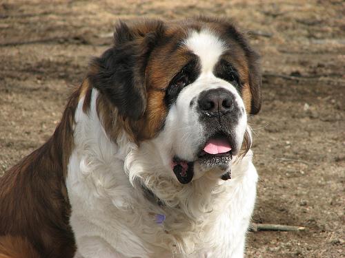 Saint-Bernard