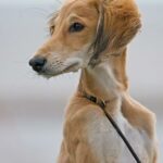 Saluki (Lévrier Persan)