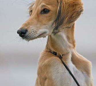 Saluki (Lévrier Persan)