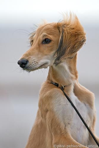 Saluki (Lévrier Persan)