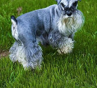 Schnauzer Nain