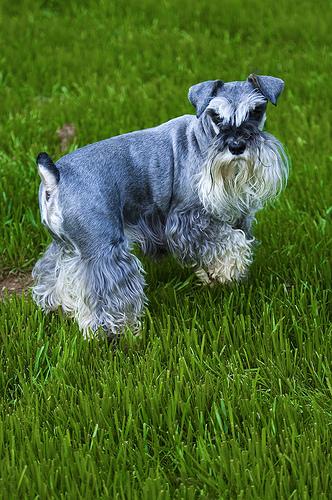 Schnauzer Nain