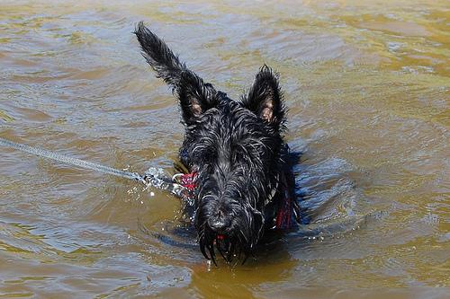 Scottish Terrier