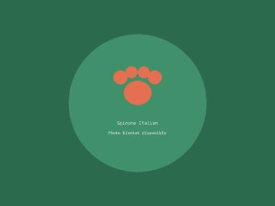 Spinone Italien