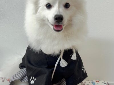 Spitz Allemand Moyen