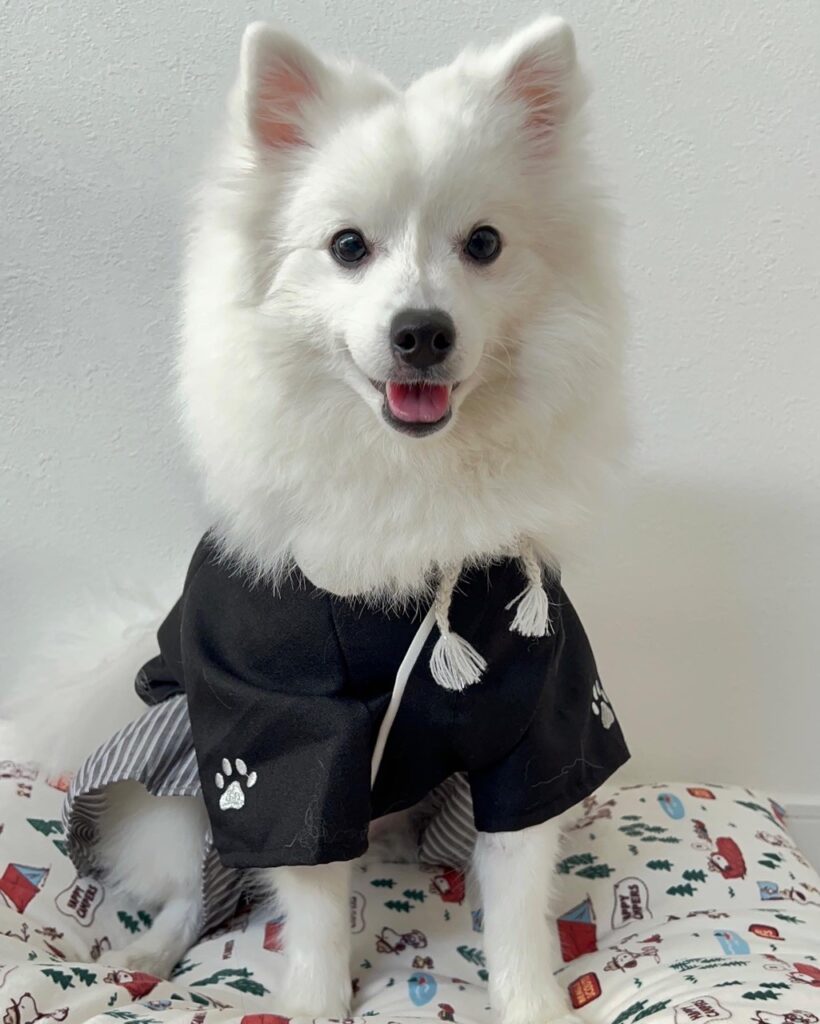 Spitz Allemand Moyen