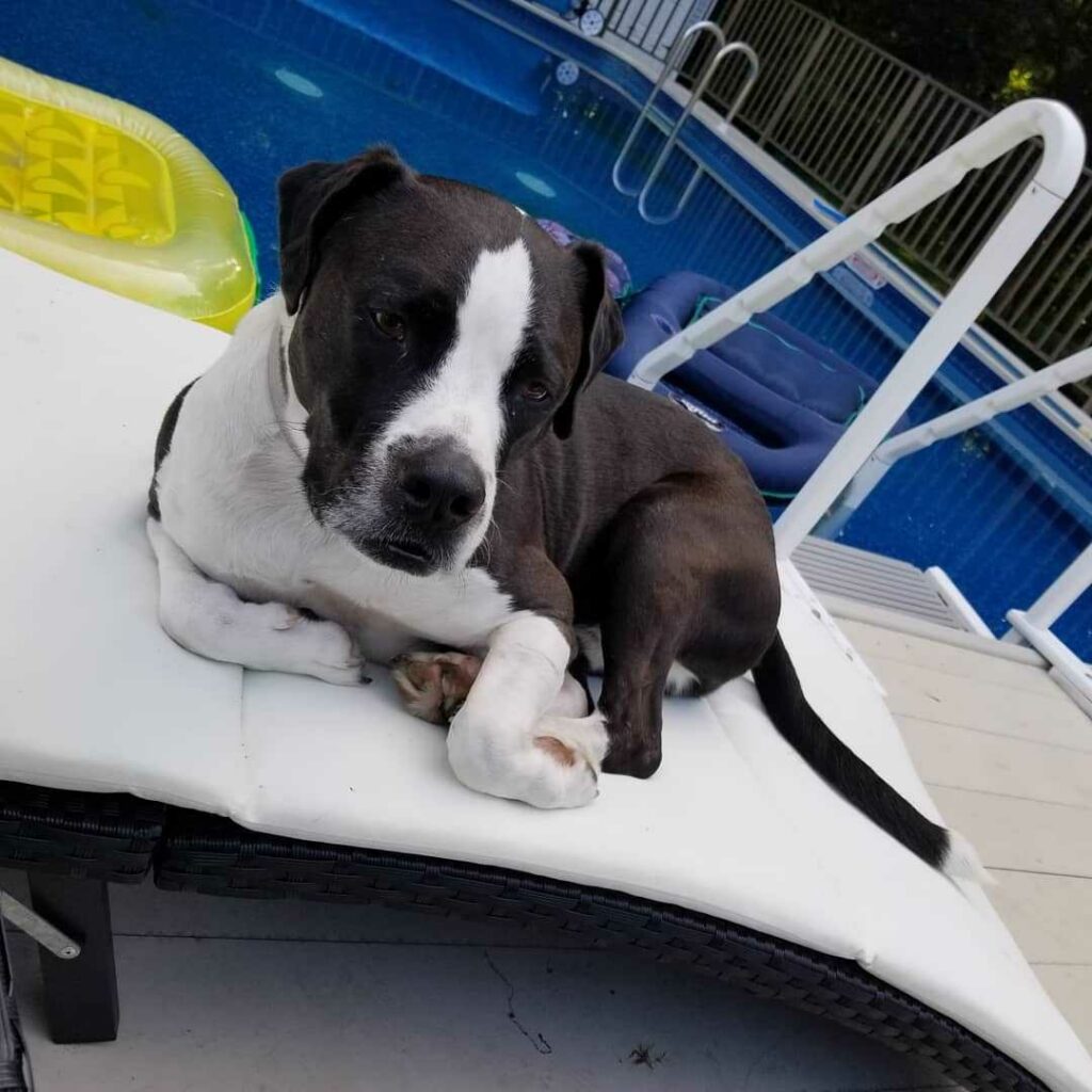 Staffordshire Terrier Américain