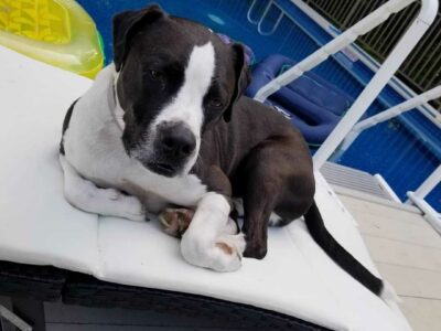 Staffordshire Terrier Américain