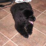 Terre-Neuve Blanc et Noir