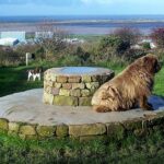 Terre-Neuve (variété Landseer)