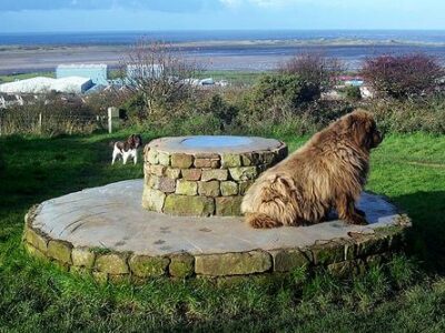 Terre-Neuve (variété Landseer)