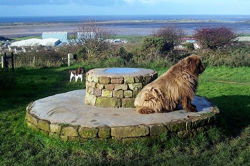 Terre-Neuve (variété Landseer)