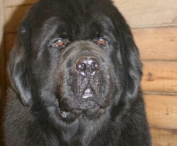 Terre-Neuve (Marron)