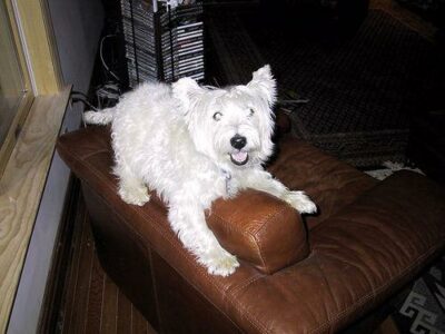 West Highland White Terrier