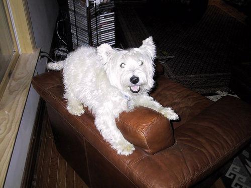 West Highland White Terrier