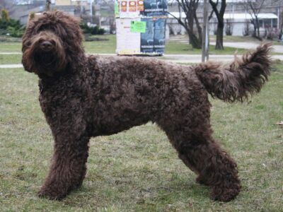 Barbet