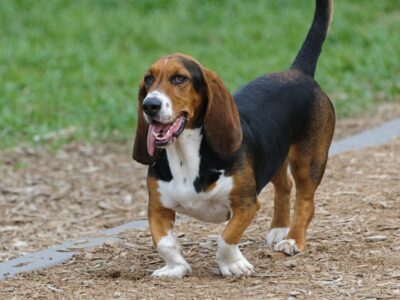 Basset Hound