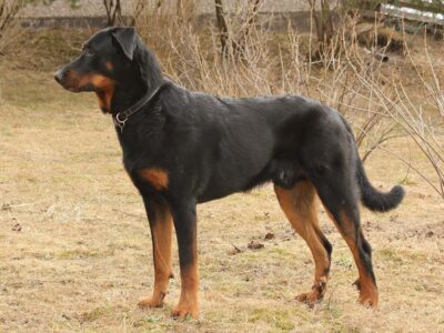 Beauceron