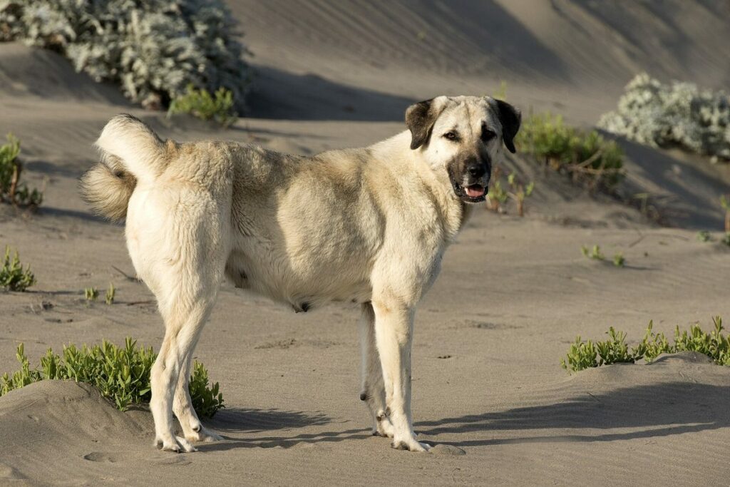 Berger d&rsquo;Anatolie (Kangal)