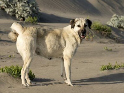 Berger d&rsquo;Anatolie (Kangal)