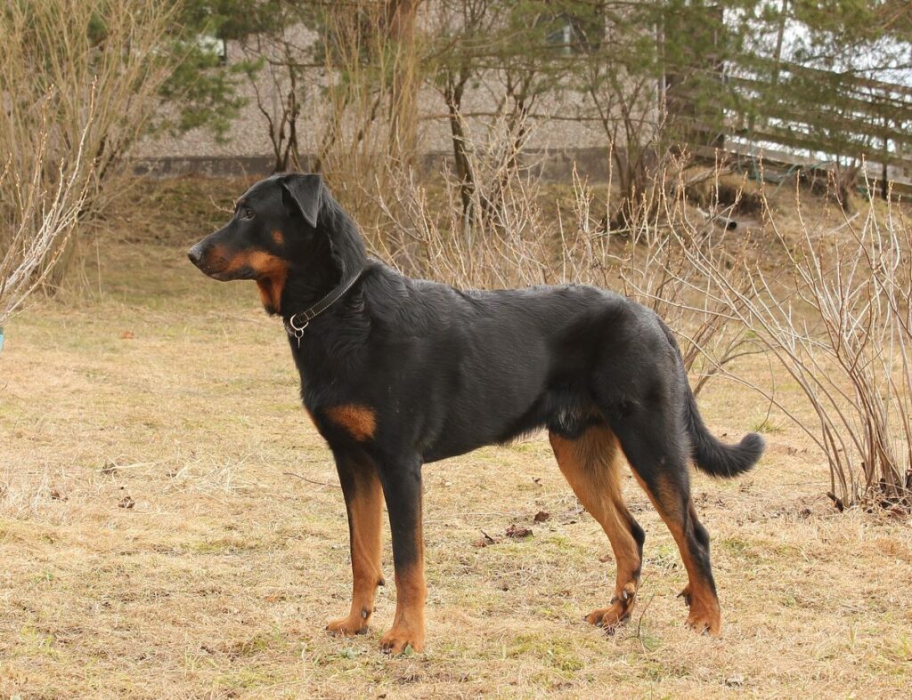 Berger de Beauce (variante)