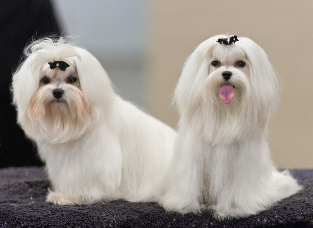 Bichon Maltais