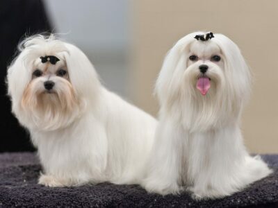 Bichon Maltais