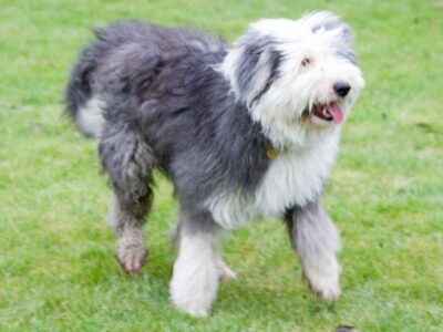 Bobtail (Berger Anglais Ancestral)