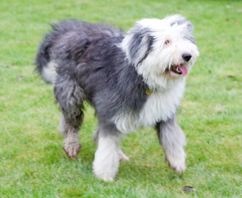 Bobtail (Berger Anglais Ancestral)