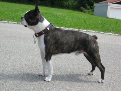 Terrier de Boston (Boston Terrier)