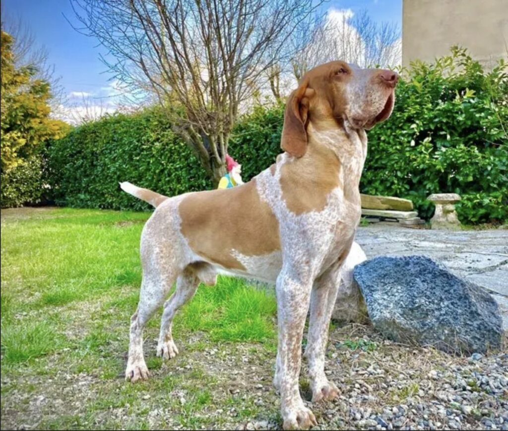 Braque Italien (Bracco Italiano)