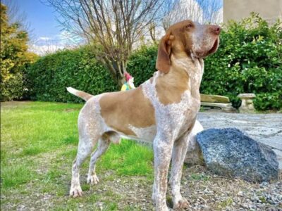 Braque Italien (Bracco Italiano)