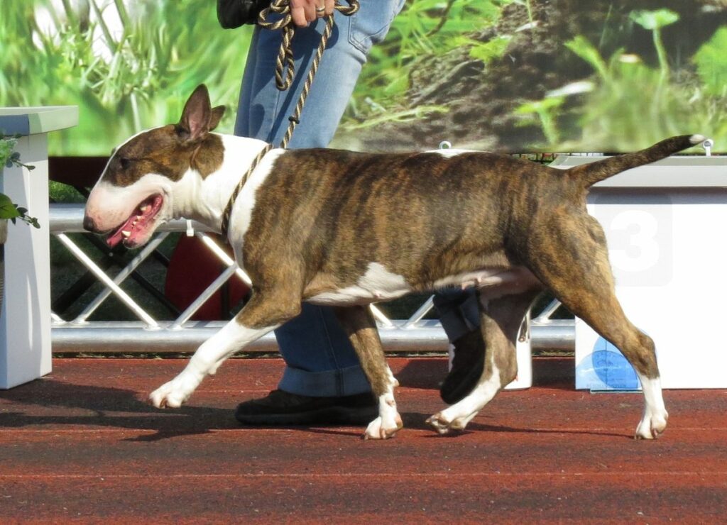 Bull Terrier
