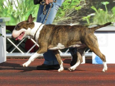Bull Terrier
