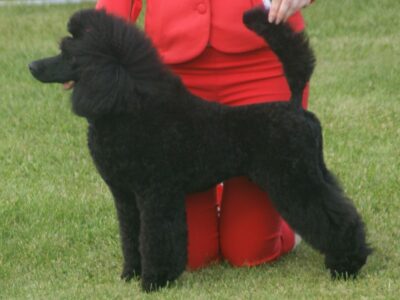 Caniche