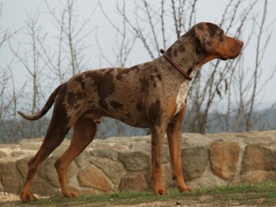 Catahoula Leopard Dog