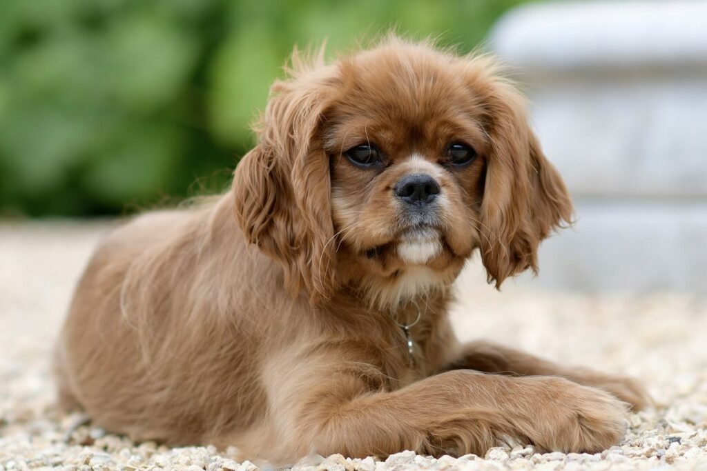 Cavalier King Charles (Ruby)