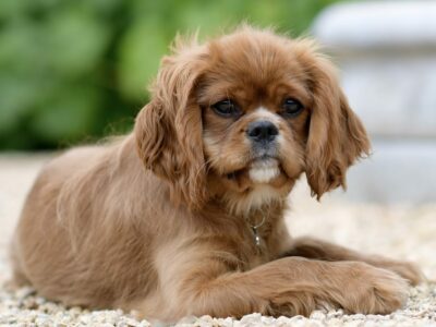 Cavalier King Charles (Ruby)