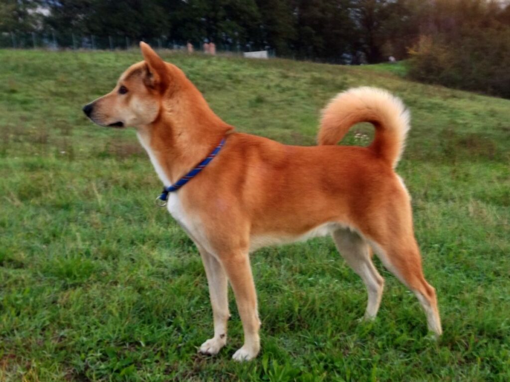 Chien de Canaan